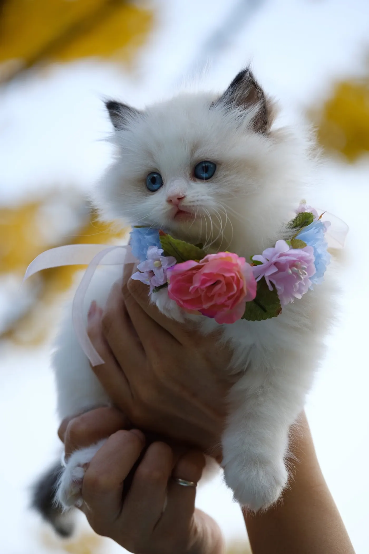 清潔なベッドでくつろぐ猫