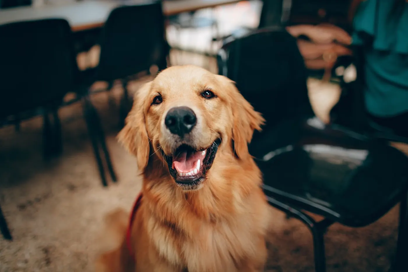 食事タイムの犬