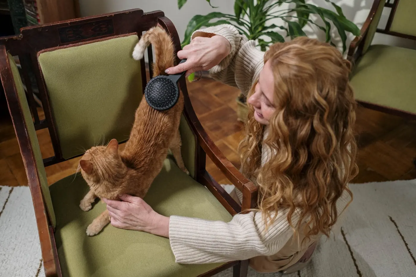 猫をブラッシングする様子
