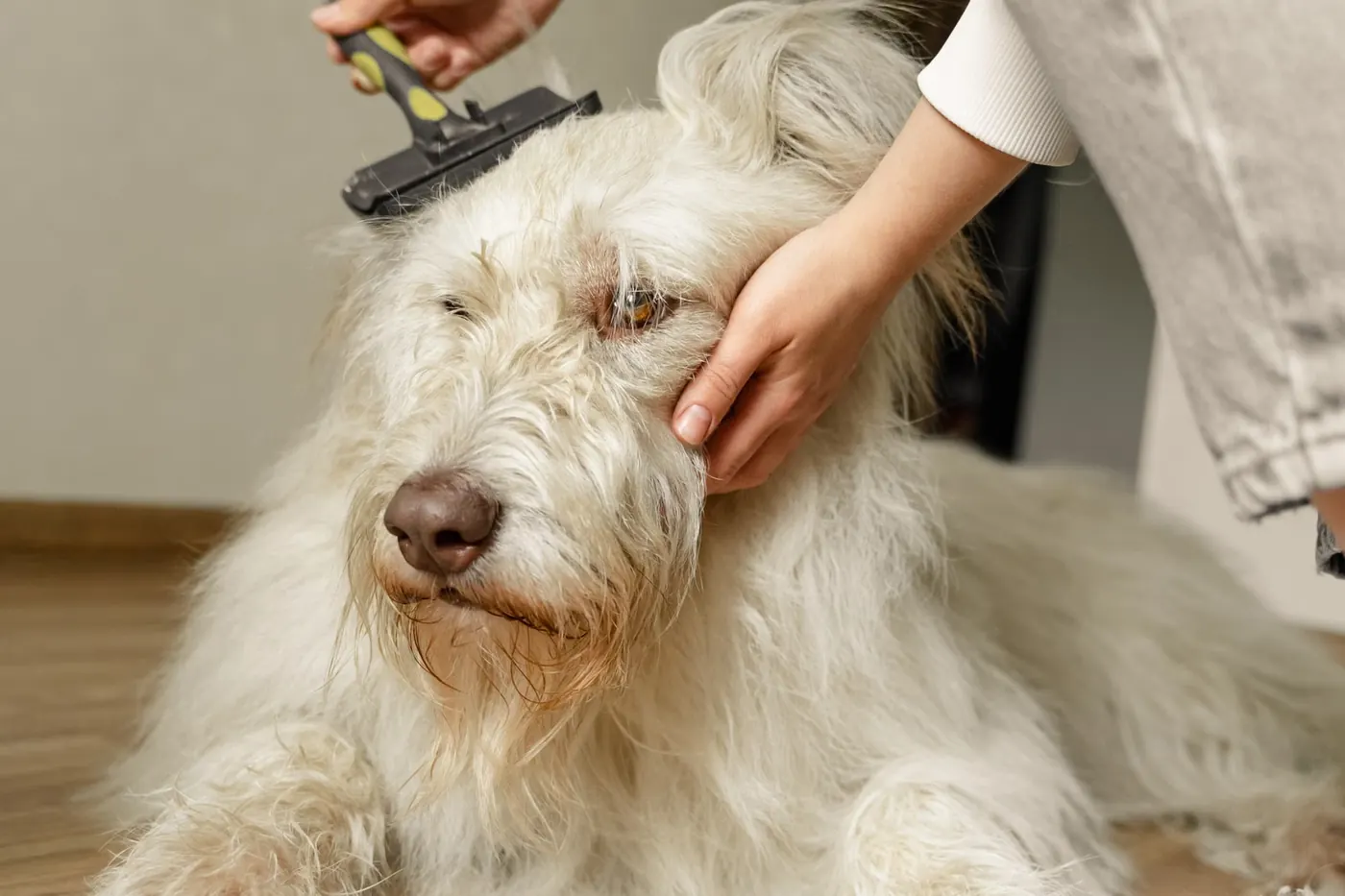 犬のグルーミング
