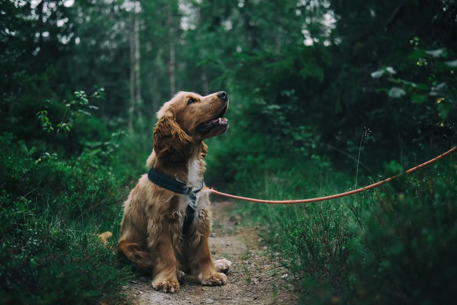 森の犬