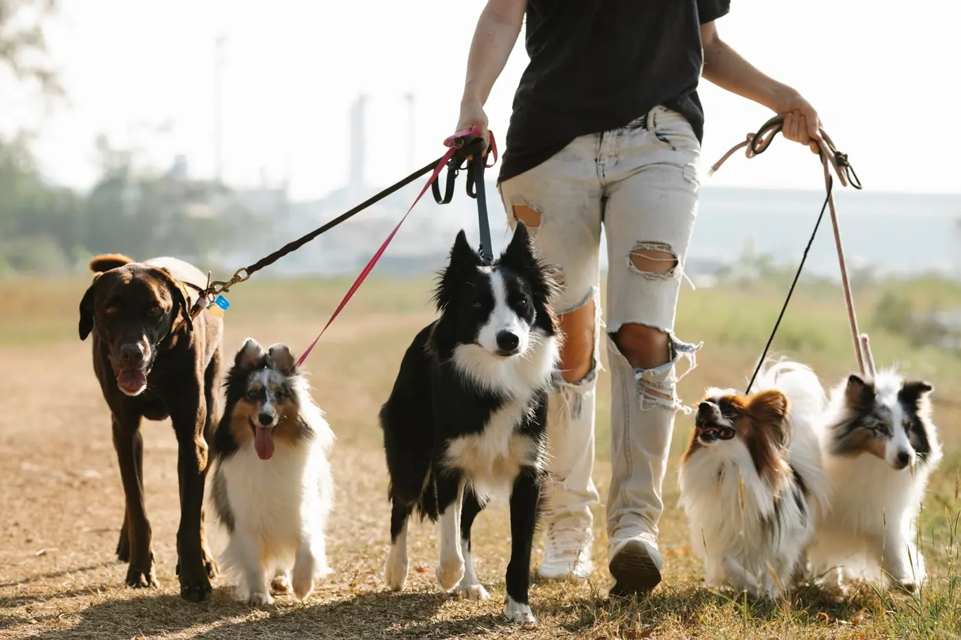 複数の犬と散歩する様子